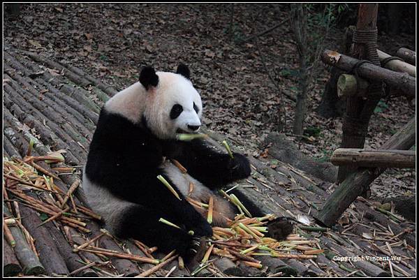 成都大熊貓繁育研究基地(CHENGOU RESEARCH BASE OF GIANT PANDA BREE)15