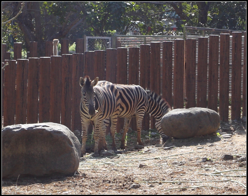 壽山動物園09