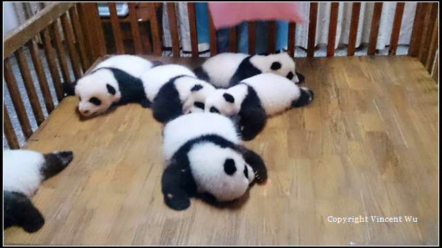 成都大熊貓繁育研究基地(CHENGOU RESEARCH BASE OF GIANT PANDA BREE)04