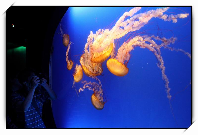 海洋公園(Ocean Park)31 海洋公園(Ocean Park)31