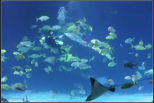 國立海洋生物博物館25