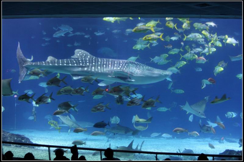 國立海洋生物博物館26 國立海洋生物博物館26