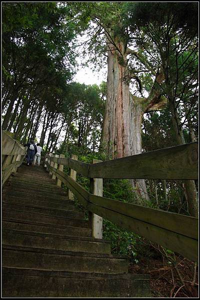 檜山巨木群步道09