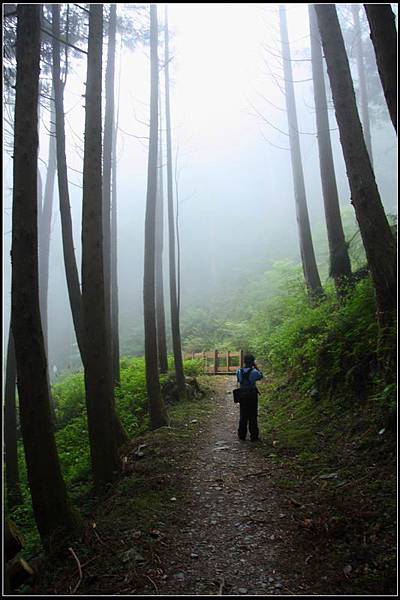 檜山巨木群步道11