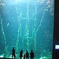 世界最長的海草