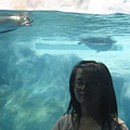 我和企鵝游泳的合照
