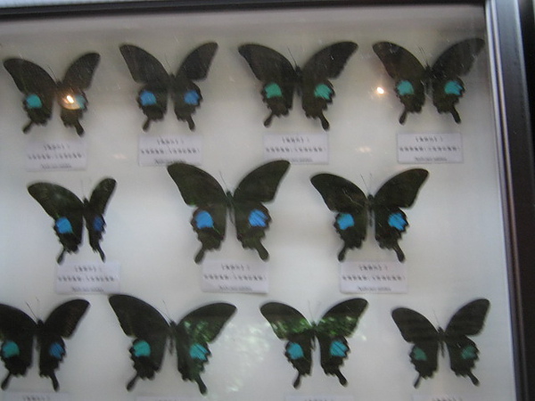 蝴蝶標本,斑點蝶