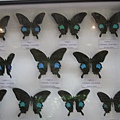 蝴蝶標本,斑點蝶