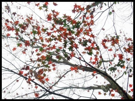 回程時，終於在石門處發現一株葉子轉紅的楓樹