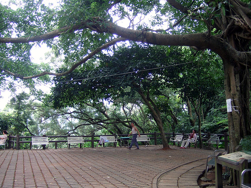 這兒好像是有百年榕樹的榕園