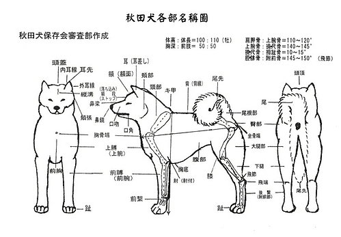 秋田犬身體構造圖.jpg