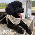 Dog’s stor 的複本.png