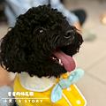 Dog’s stor 的複本.png