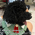 Dog’s stor.png