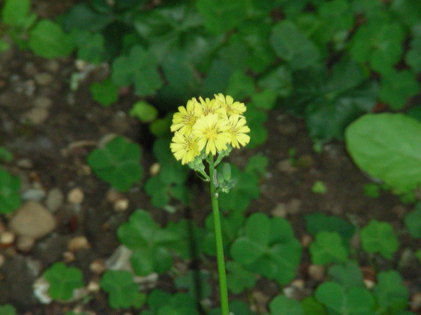 雲莊 021.jpg