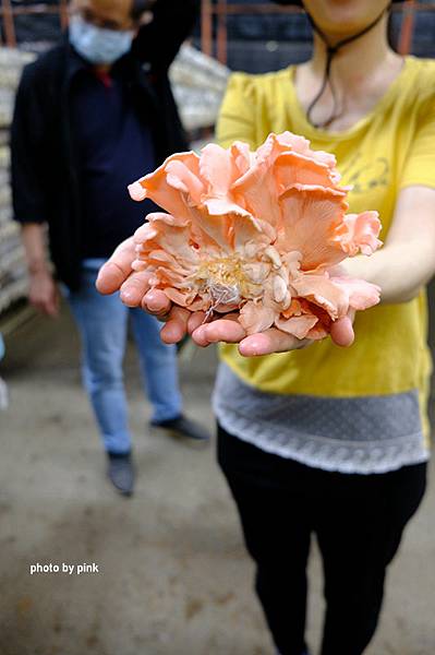 【豐年菇類生態農場】菇菇的一生~~解說、種菇、採菇、買菇有趣