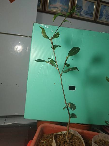 油茶嫁接 3-1.jpg