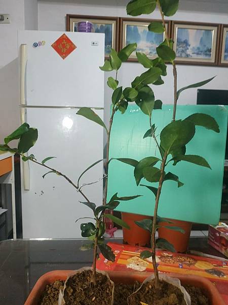 油茶嫁接 8-1.jpg