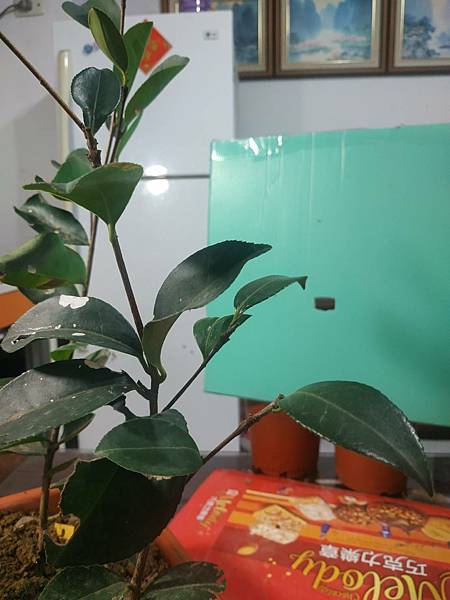 油茶嫁接 8-5.jpg