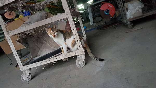 寵物分享087 露比ruby 痞客邦