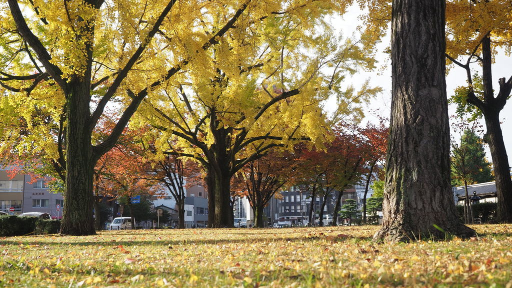 [遊記] 2019京都天橋立伊根賞楓DAY3&4