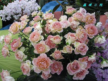 IMG_5679.jpg IMG_5679.jpg