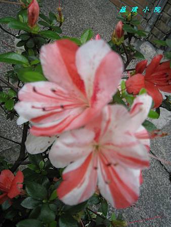 IMG_7301.jpg IMG_7301.jpg