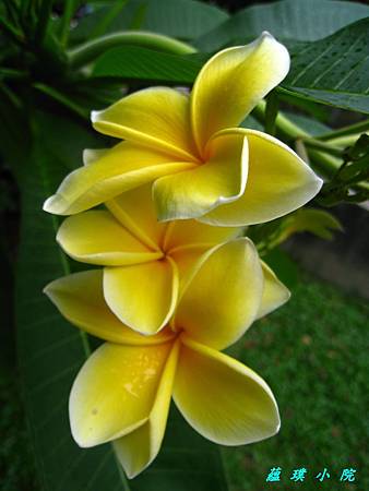 IMG_0446.JPG IMG_0446.JPG