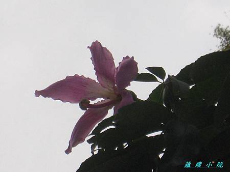 IMG_0894.JPG IMG_0894.JPG