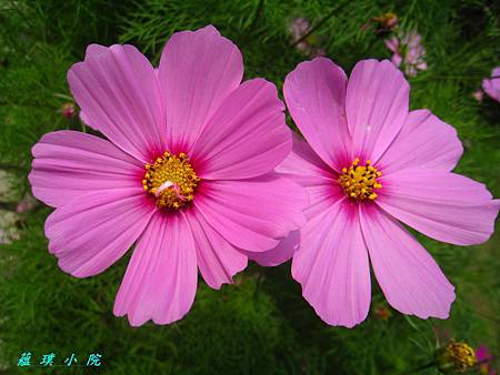 IMG_3237.JPG IMG_3237.JPG