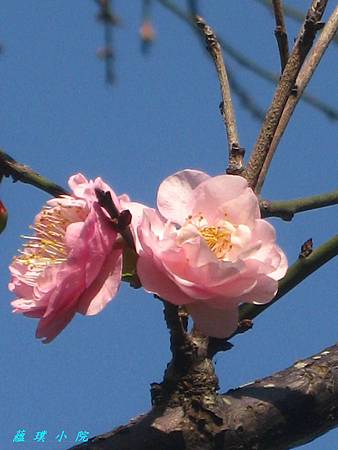 IMG_3271.JPG IMG_3271.JPG