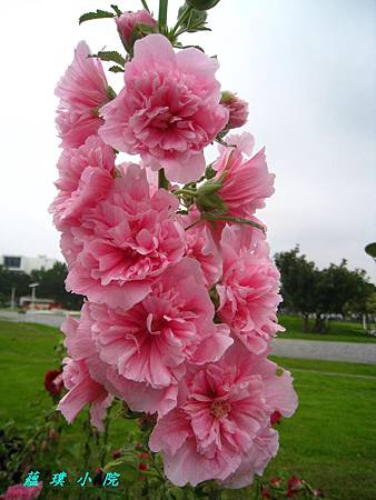 IMG_5152.JPG IMG_5152.JPG