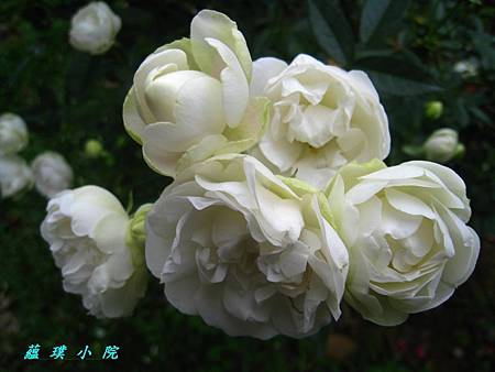 IMG_4223.JPG IMG_4223.JPG