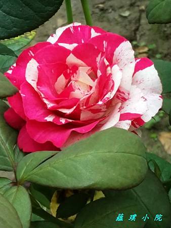20160426_131217.jpg 20160426_131217.jpg