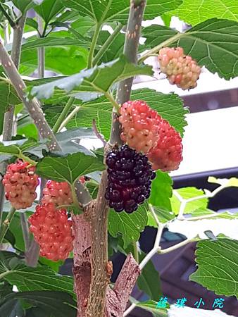 20170425_090906.jpg 20170425_090906.jpg