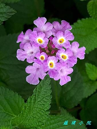 20170515_112359.jpg 20170515_112359.jpg