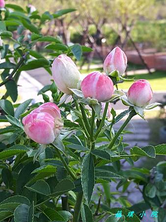 20171006_155302.jpg 20171006_155302.jpg