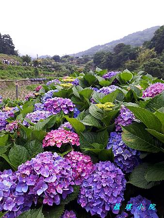 20180602_135246.jpg 20180602_135246.jpg