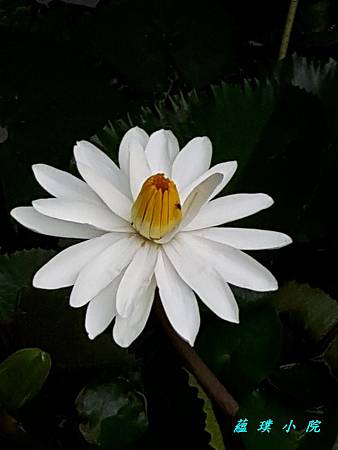 20180613_081955.jpg 20180613_081955.jpg