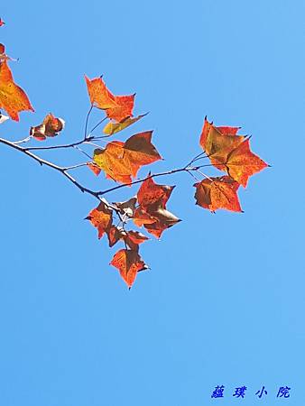 20181115_150035.jpg 20181115_150035.jpg