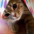 cute_cat_03.jpg