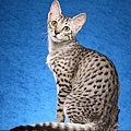 Egyptian Mau