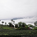 茶園中的霧海阿~~