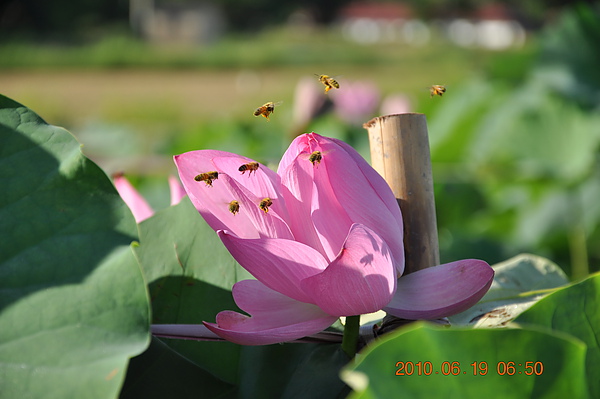 好壯觀的蜜蜂阿~