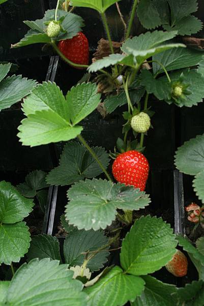 草莓植物工廠
