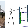 紅龍果整枝