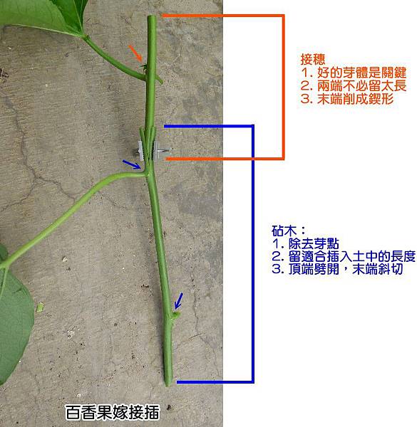 百香果嫁接插-3