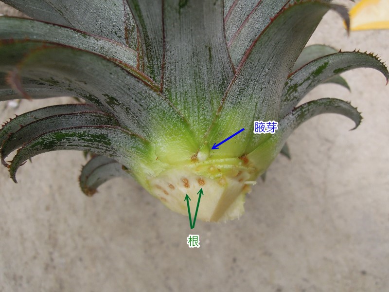 pineapple_1