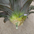 pineapple_1