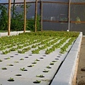 Aquaponics_20130121 (11).JPG